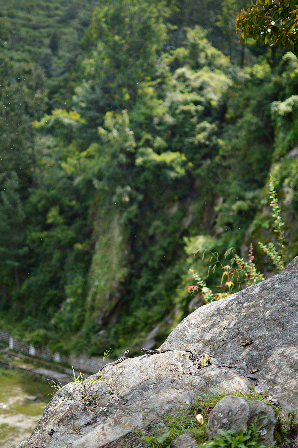 Travel Sarahan Lizards